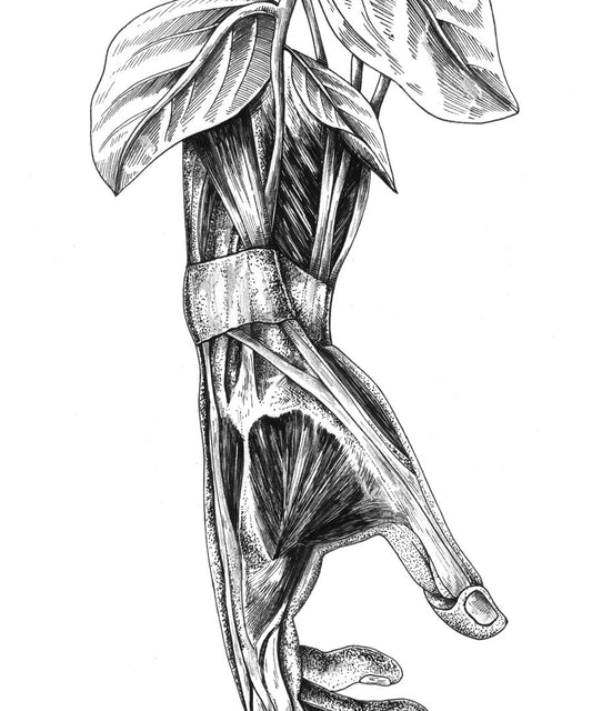 "Hand Anatomy" art print