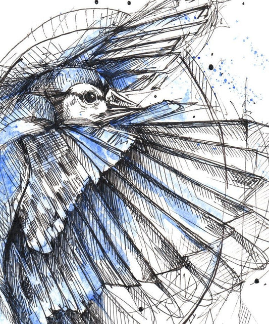 "Blue Jay" art print