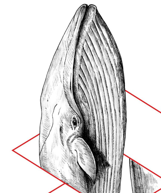 "Whale" Geometry series art print